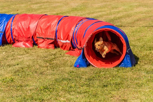 Hund Som Springer Genom Tunnel Agilitetstävlingen — Stockfoto