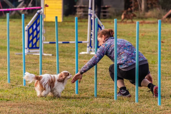 Lysa Labem Czech Republic 2021年9月26日 チェコのLysa Nad Labemでの敏捷性競争の中で 犬とハンドルが極を織る — ストック写真
