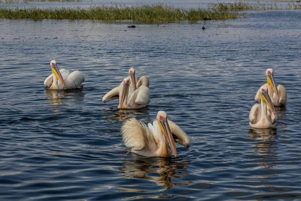 Большие Белые Пеликаны Pelecanus Onocrotalus Озере Авасса Эфиопия — стоковое фото