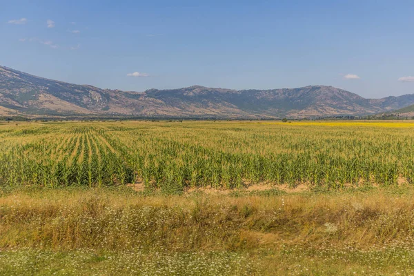 Летний Вид Кукурузные Поля Северной Македонии — стоковое фото