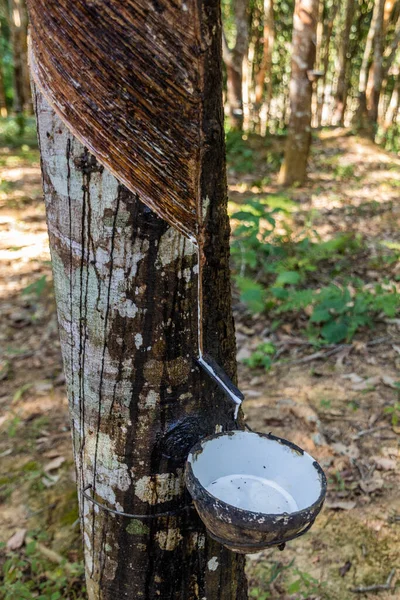 stock image Rubber tree being tapped near Luang Namtha town, Laos