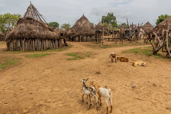 エチオピアのカロ族が住むコルチョ村の小屋 — ストック写真