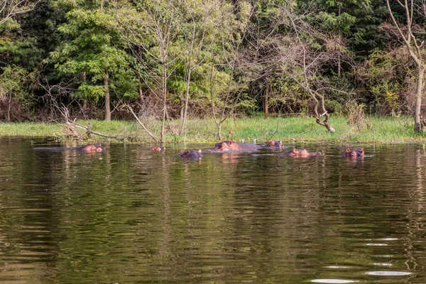 Vista Hippopotamus Hippopotamus Amphibius Lago Awassa Etiopía — Foto de Stock