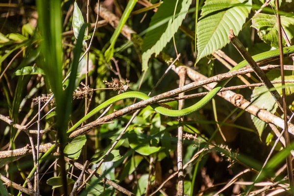 Asiatische Peitschenschlange Ahaetulla Einem Wald Der Nähe Von Luang Namtha — Stockfoto