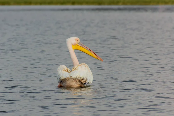 Grande Pelicano Branco Pelecanus Onocrotalus Lago Awassa Etiópia — Fotografia de Stock