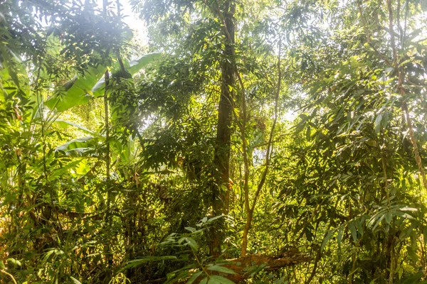 Nationales Schutzgebiet Wald Von Nam Laos — Stockfoto