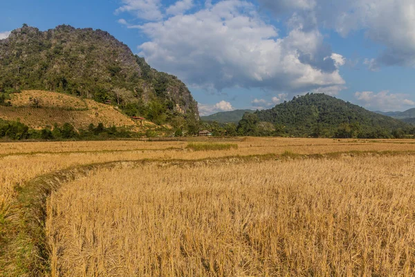 Rice Stubble Field Muang Ngoi Neua Village Laos — Stock Photo, Image