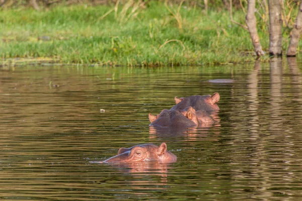 Hippopótamo Hippopotamus Amphibius Lago Awassa Etiópia — Fotografia de Stock