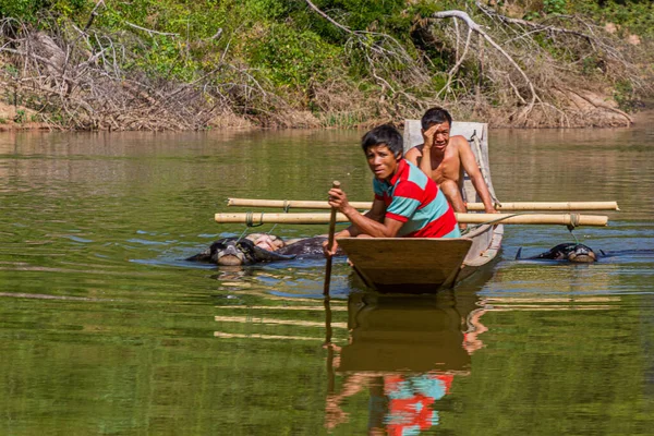 ラオス 2019年11月24日 ラオス ルアンパバーン県のナムオウ川で水牛とボート — ストック写真