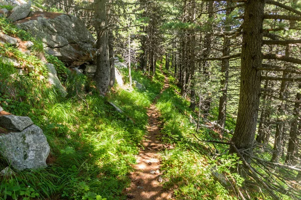 Hiking Trail Pelister National Park North Macedonia — Stock Photo, Image