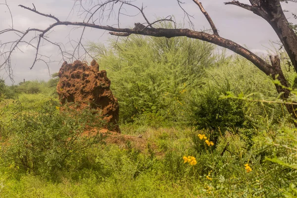 Termite Dans Vallée Omo Éthiopie — Photo