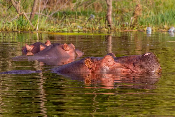 Suaygırı (Hippopotamus amfibi) Etiyopya 'nın Awassa gölünde yüzer.