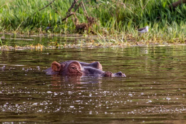 Flodhäst Hippopotamus Amphibius Sjön Awassa Etiopien — Stockfoto