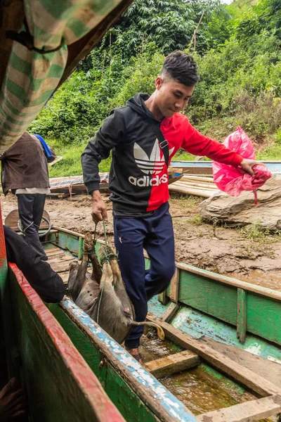 Nam Laos 2019 Kluk Malým Prasetem Nastupuje Loď Řeky Městě — Stock fotografie
