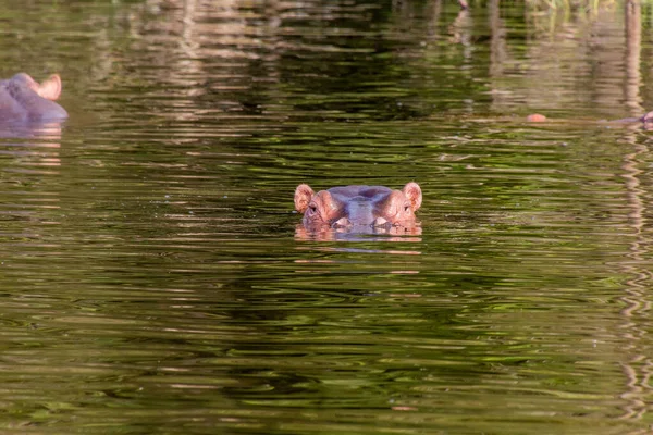 埃塞俄比亚Awassa湖中河马 河马两栖动物 的景观 — 图库照片
