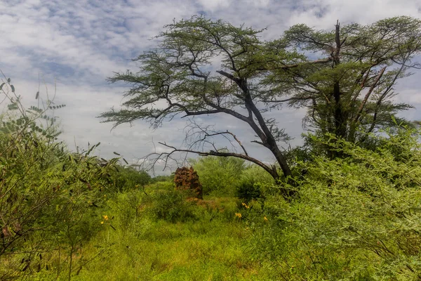 Paysage Avec Termite Dans Vallée Omo Éthiopie — Photo