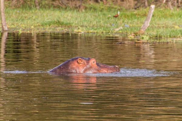Hippopotamus Hippopotamus Amfibie Het Awassameer Ethiopië — Stockfoto