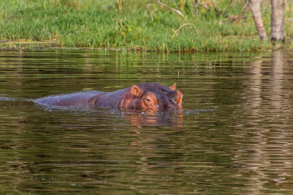 Uitzicht Hippopotamus Hippopotamus Amfibie Awassa Meer Ethiopië — Stockfoto