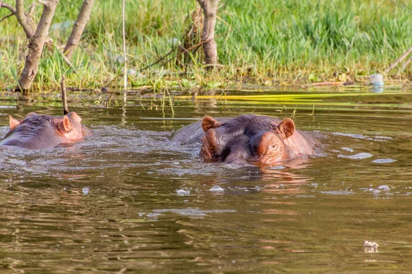 Hippopotamus Hippopotamus Amfibie Het Awassameer Ethiopië — Stockfoto