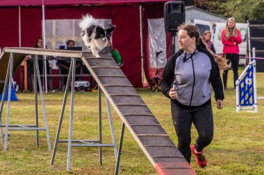 LYSA NAD LABEM, CZECH REUBLIC - 26 Eylül 2021: Çek Cumhuriyeti Lysa nad Labem 'de çeviklik yarışması sırasında köpek ve bir idareci engeli aşıyor