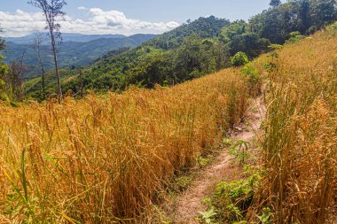 Luang Namtha kasabası yakınlarında, Laos 'ta pirinç tarlası.