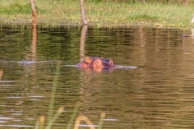 Awassa Gölü, Etiyopya 'da su aygırı (Hippopotamus amfibi)