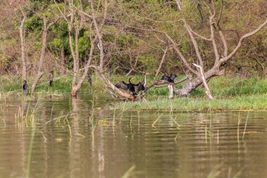 Awassa Gölü, Etiyopya 'da Büyük Karabataklar (Phalacrocorax carbo)