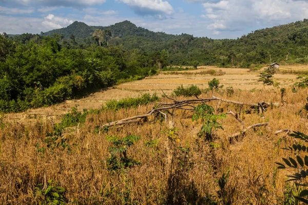 Risfält Nära Byn Muang Ngoi Neua Laos — Stockfoto