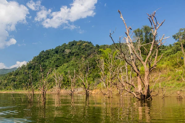 Abgestorbene Bäume Aufgrund Steigender Pegel Des Nam Flusses Während Der — Stockfoto
