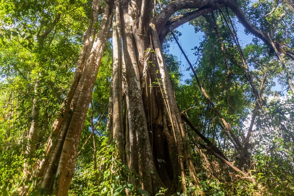 ラオス ナムハ国立保護区の森の木 — ストック写真