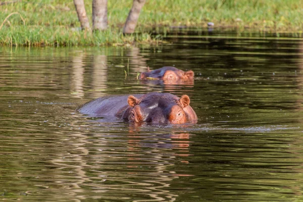 Uitzicht Hippopotamus Hippopotamus Amfibie Awassa Meer Ethiopië — Stockfoto