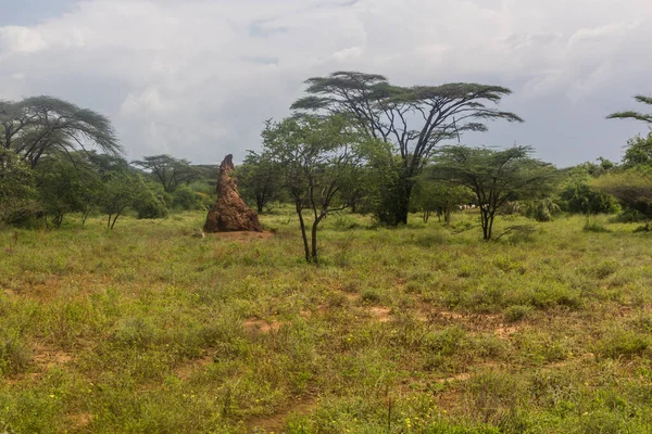 Paysage Avec Termite Dans Vallée Omo Éthiopie — Photo