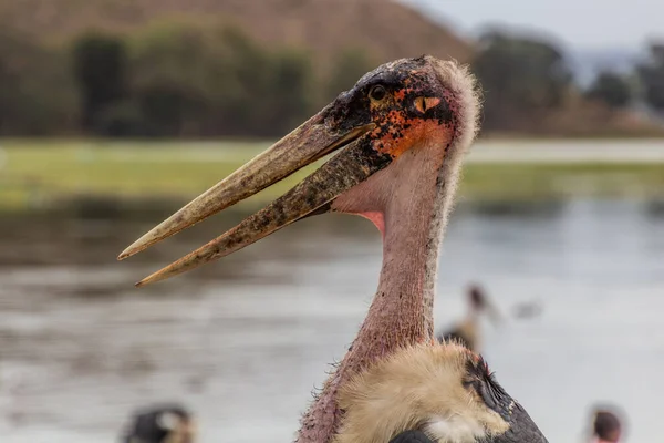 Marabou Stork Leptoptilos Crumenifer Στη Λίμνη Awassa Αιθιοπία — Φωτογραφία Αρχείου