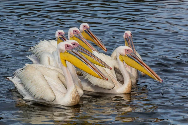 Pélicans Blancs Pelecanus Onocrotalus Lac Awassa Éthiopie — Photo