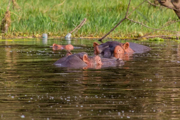 Widok Hipopotama Hipopotama Jeziorze Awassa Etiopia — Zdjęcie stockowe