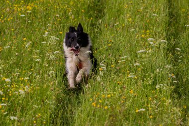 Çayır üzerinde koşan Collie cinsi köpek.