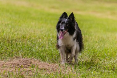 Çayır üzerinde koşan Collie cinsi köpek.