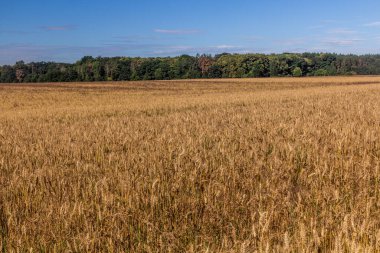 Çek Cumhuriyeti 'nde tahıl tarlası