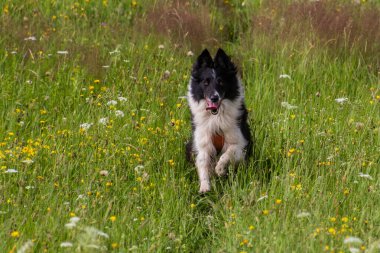 Çayır üzerinde koşan Collie cinsi köpek.