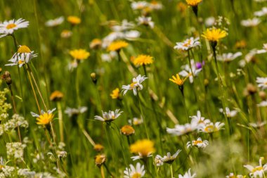 Çeşitli renkli çiçekleri olan çayır.