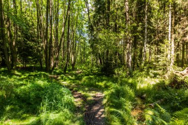 Çek Cumhuriyeti 'nin en kuzey noktasına doğru yürüyüş yolu.