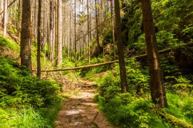Çek Cumhuriyeti, İsviçre, Bohemya Ulusal Parkı 'ndaki bir ormanda yürüyüş yolu.