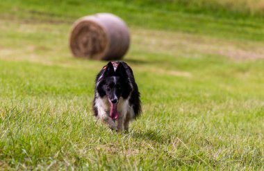 Çayır üzerinde koşan Collie cinsi köpek.