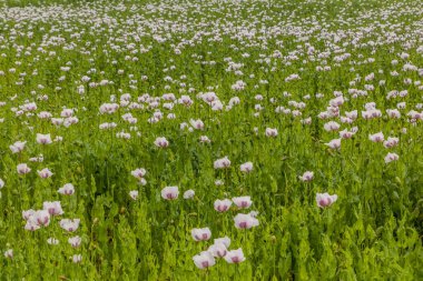 Çek Cumhuriyeti 'nde haşhaş tarlası