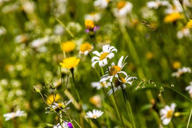 Çeşitli renkli çiçekleri olan çayır.