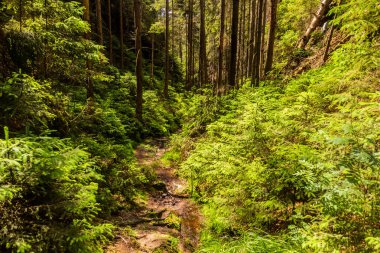 Çek Cumhuriyeti, İsviçre, Bohemya Ulusal Parkı 'ndaki bir ormanda yürüyüş yolu.