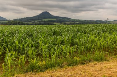 Çek Cumhuriyeti 'nin Ronov Tepesi önündeki mısır tarlası