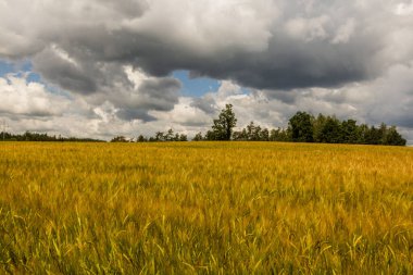 Çek Cumhuriyeti Dolni Cermna yakınlarındaki arpa tarlası manzarası