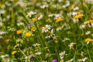 Çeşitli renkli çiçekleri olan çayır.