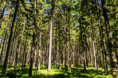 Çek Cumhuriyeti 'ndeki Ladin Ormanı